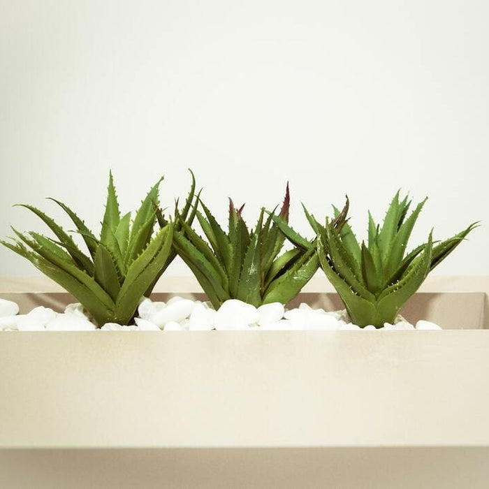aloe barbadensis