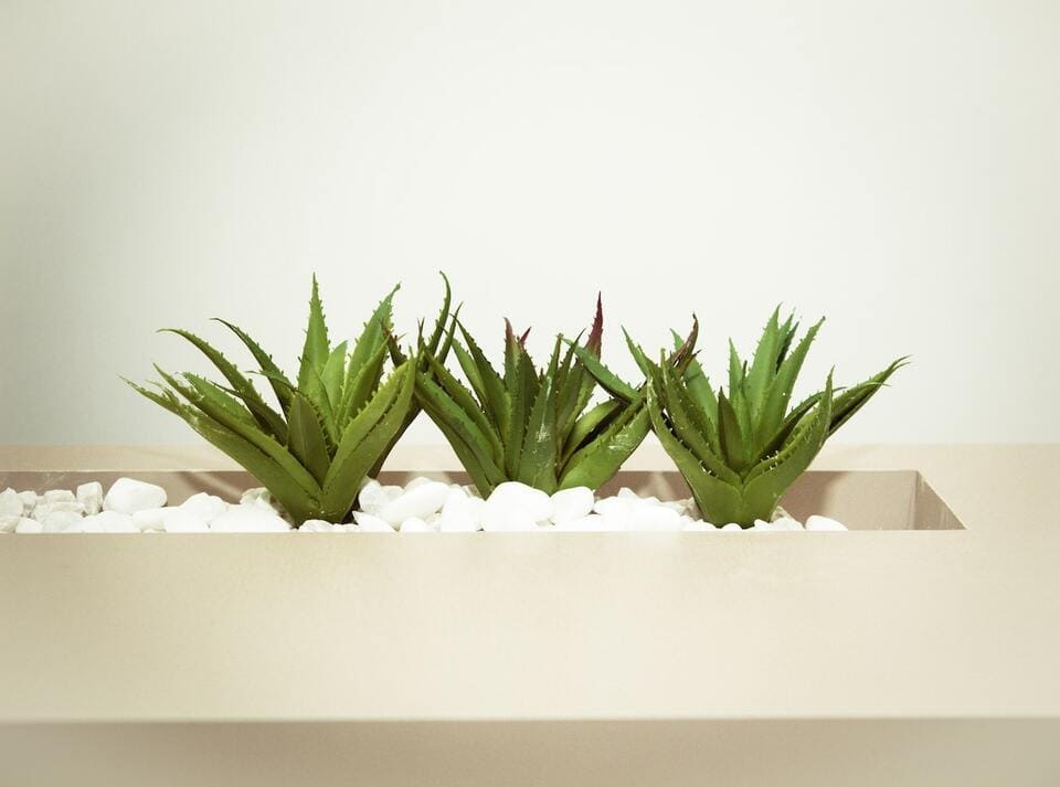 aloe barbadensis